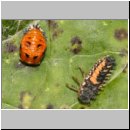Marienkaeferpuppe und Larve - Harmonia axyridis 03.jpg